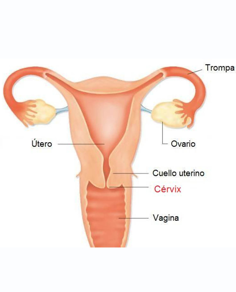 Ginecologia integral